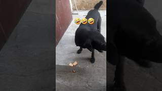 karikalan magic show ela pa this is eating show😅😅😅vadivelcomedydoglovervallimskvlogs [upl. by Aseyt]