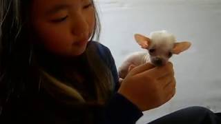 Mythic Kingdom Wushu Queen holding the tiniest hairless Chinese Crested Puppy 2013 [upl. by Sandye]