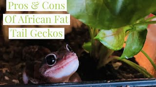 African Fat Tail Gecko Pros amp Cons [upl. by Kersten]