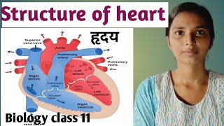 हृदय की संरचना तथा कार्य  structure of heart and its function Body fluids and circulation11th [upl. by Penoyer]