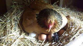 Bantam Chicken and Newly Hatched Chick 1st Words to Each Other [upl. by Koch]