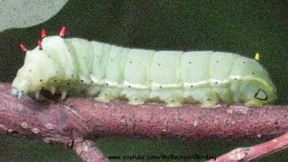 How Caterpillars Crawl  Extreme Close Up [upl. by Phaih]