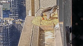 367 Collins St Falcons Mum Welcomes Egg 2 🥚🥚 with a Whole Lotta Rocking amp Pushing 🚚 2024 Aug 28 [upl. by Weig]