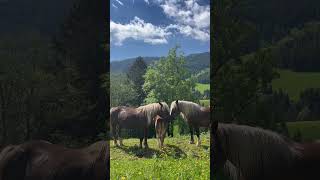 Der wohl schönste Ausblick Österreichs 🏔️ 😍 aldiana hochkönig cluburlaub urlaub wanderlust [upl. by Blainey793]