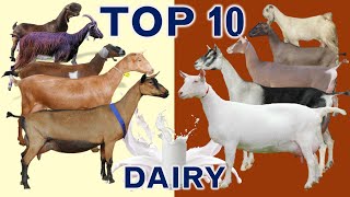 Top 10 Best Goat Breeds in the World for Milk Production with Sales Revenue in US Dollar  per Goat [upl. by Ahtenek437]