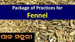 Package of Practices for Fennel Foeniculum vulgare [upl. by Einned]