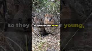 Did you know thatall the fun facts about Quokkas [upl. by Ylebmik]