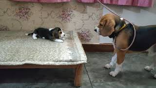 Deep conversation between father amp daughter  Leo amp Lilly Leo The Beagle [upl. by Kimon]