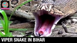 Enormous Viper Snake Seen in Bihar  Exclusive Video  The Lallantop [upl. by Frye]