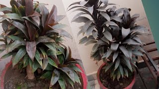 Regrowing plants of red dracaenaBest way of replating red dracaena plant Decorative garden plants [upl. by Zilef870]