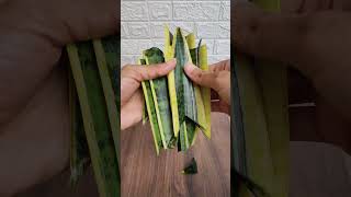 Snake Plant Leaf Propagation snake shorts [upl. by Lehcim]