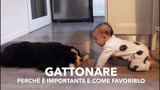 Gattonare come aiutarlo e perché è importante [upl. by Ibmab]