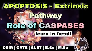 APOPTOSIS  Programmed Cell Death  MSc Classes  Extrinsic Pathway  Role of Caspases Enzymes [upl. by Pengelly918]