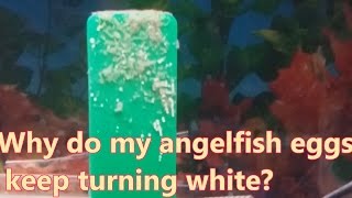 Why do my angelfish eggs keep turning white [upl. by Neiviv779]