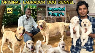 Labrador Puppys  Imported Lab Puppies for Sales  Chennai Dog Kennel  Best English Labrador  4K [upl. by Tabatha]