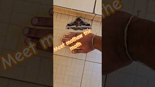 meet Mothew the hand sized moth foryourpage animal 4kviral fypシ moth foryou biggest ytshorts [upl. by Adnuhs140]