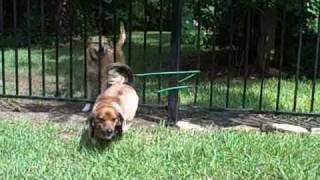 Funny Dachshund  Mini Daschund  Jailbreak Escape [upl. by Janis]