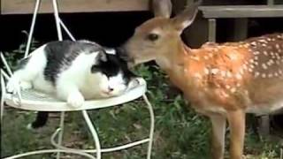 Deer Gives Kitty Licks of Love PetTube [upl. by Vandervelde908]