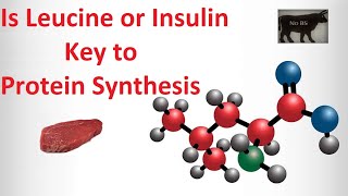 Is Leucine or Insulin Key to Protein Synthesis [upl. by Akeemahs891]