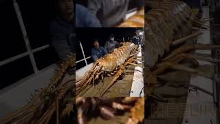 Gaint Sea Creature Caught by Fishermen🐙🦑🦐🦀 deepseafishing giantseacreatures fishingexploration [upl. by Yousuf]