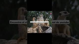 15 Curiosidades de los Suricatas suricato suricata curiosidadesdeanimales curiosidadesanimales [upl. by Radek]