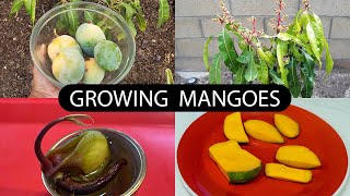 The Joy Of Growing Mangoes  How To Grow Mango Trees [upl. by Willmert]