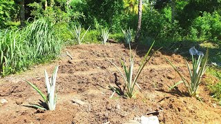 How to plant sugarcane  From start to finish using ridge and furrows [upl. by Airdnna714]