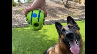 German Shepherd destroys Wobble Wag Giggle Ball [upl. by Conney]