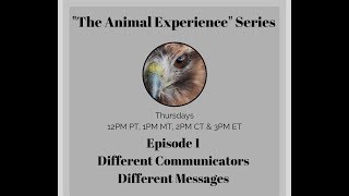 quotThe Animal Experiencequot Episode 1 Different Communicators Different Communications [upl. by Llieno]