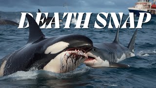 Killer Whales Unveiled The Oceans Most Deadly Predators [upl. by Brodie113]