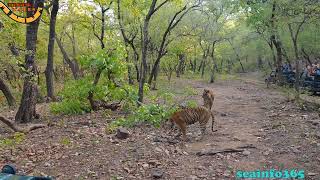 Mating tigers at Ranthambhore [upl. by Ydwor]