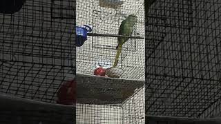 Bahut baat karne wala parrot  parrot sound  talking parrot  shorts  cute [upl. by Artinak]