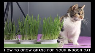 How to Grow Grass for your Indoor Cat with the Smartykat Sweet Greens Cat Grass Kit [upl. by Tiphanie631]