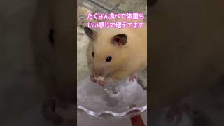 ラテ様がお家にに来てもうすぐ１ヶ月です。私達にも馴れていっぱい食べて元気に走ってます♥️ハムスター ハムスターのいる生活 ハムスター好きと繋がりたい [upl. by Ardnuat48]