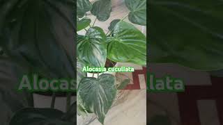 Alocasia cucullataindoorytshorts [upl. by Assilram517]