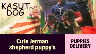 Cute Jerman shepherd puppys  puppys delivery [upl. by Nehgem]