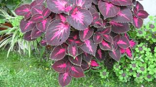 Buntnessel Coleus 2014 [upl. by Tien493]