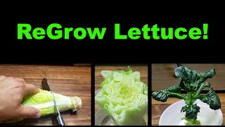 How To Regrow Lettuce From Itself [upl. by Barta]