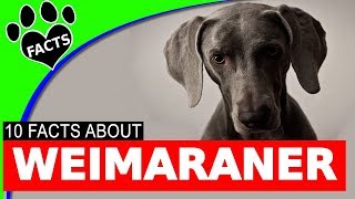 10 Fun Facts About Weimaraner Dogs You Should Know  Dogs 101 [upl. by Ecnarual]