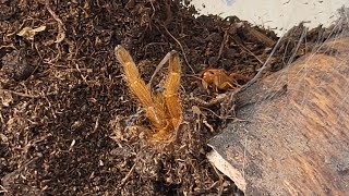 Feeding hungry Pterinochilus murinus tarantula after molting [upl. by Roswald]