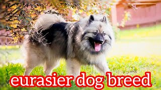 eurasier dog dogbreeds assamese 7002356152 [upl. by Liagiba]