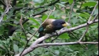 Great barbet Megalaima virens [upl. by Bernadette]