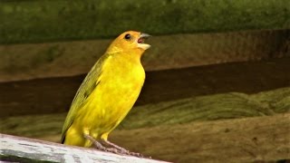 Canto Para Esquentar o Canário da Terra  Gravado ao Vivo na Natureza ✔ [upl. by Kristien]