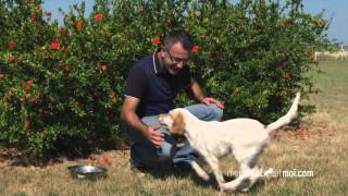 Les ordres de base du chiot  PARTIE 2⎜ROYAL CANIN® [upl. by Llennoc]