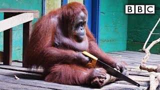 Orangutan saws a tree  Spy in the Wild  BBC [upl. by Evonne]