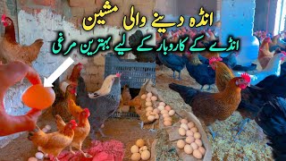 Egg Laying Machine  Egg Collection in Ali BhAi Poultry Farm [upl. by Asinet]