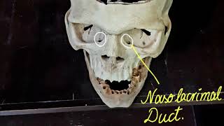 Skull Anatomy Lec 3 Norma Frontalis by Dr Faiza Mehboob [upl. by Aihn155]