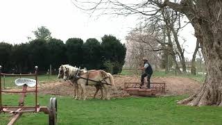 AHR Haflinger gelding team working the garden  horses for sale [upl. by Ennaharas]