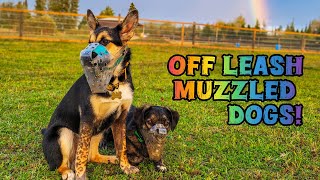 I LET MY DOGS OFF LEASH [upl. by Asilad]