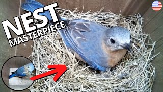 American Bluebird builds nest masterpiece [upl. by Kcirdle576]